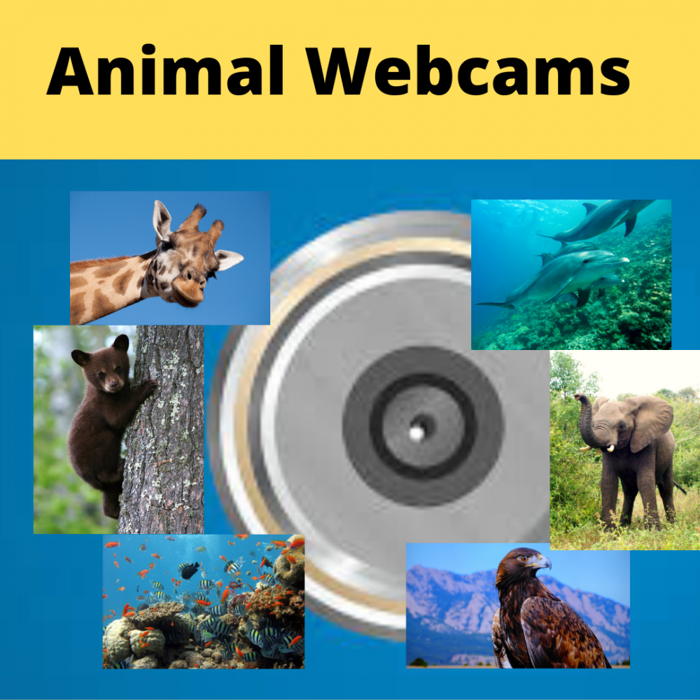 Explore Animal Webcams - Town of Exeter New Hampshire Official Website